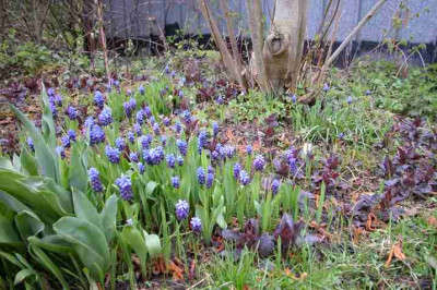 Muscari_armeniacum1.jpg