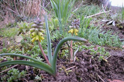 Muscari_gelb1.jpg