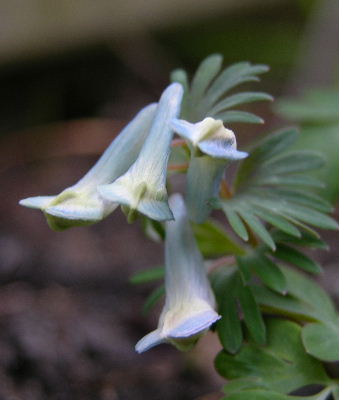 corydalis_turshan.JPG