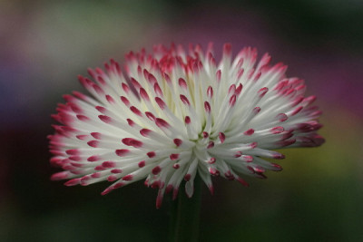 Bellis-April-01.jpg