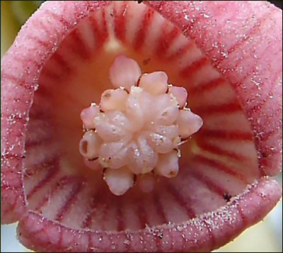 Asarum_caudigerum.jpg
