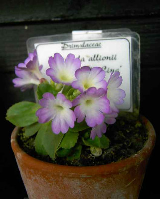 13.4.06.P._allioni_Wharfedale_Ling__043.JPG