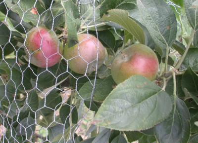 Apfel_Flamenco_HG_5922_Bild_1.jpg