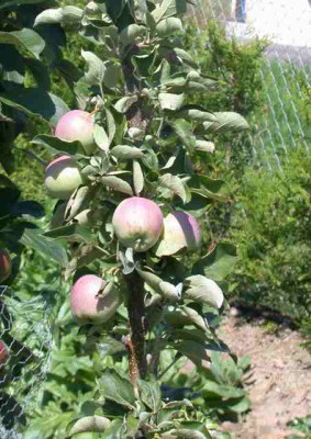 Saulen-Apfel_Ginover_HG_64651_11.JPG