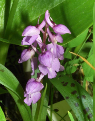 Orchis_mascula_ssp._mascula.jpg