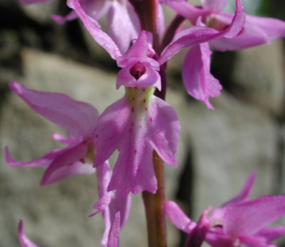 Orchis_mascula_ssp._signifera.jpg