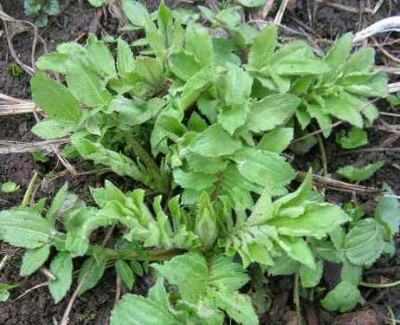 Schuppenkopf_-_Cephalaria_gigantea.jpg