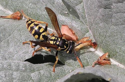 wespe-artischocke01.jpg