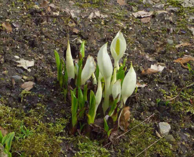 Lysichiton_camtschatcensis_BoGa_BO.jpg
