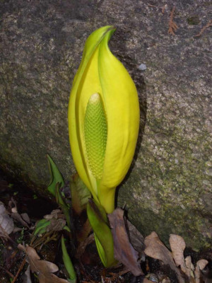 Lysichiton_americanus_BoGa_BO.jpg