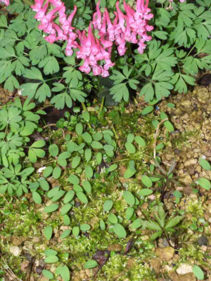 Corydalis_solida_Kinderschar.jpg