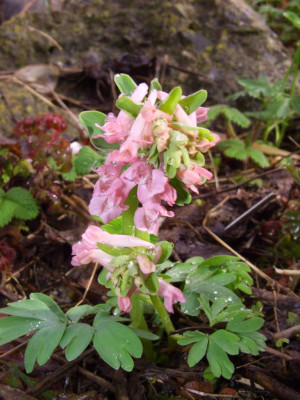 Corydalis_solida_Blushing_Girl.jpg