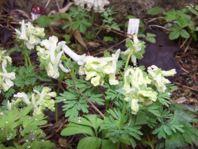 Corydalis_solida_ssp._incisa_Vermion_Snow.jpg