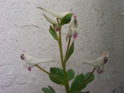 Corydalis_lydica_1.jpg