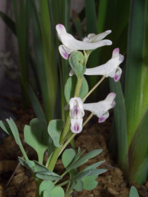 Corydalis_lydica_2.jpg