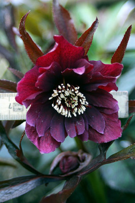 fo2712.jpg