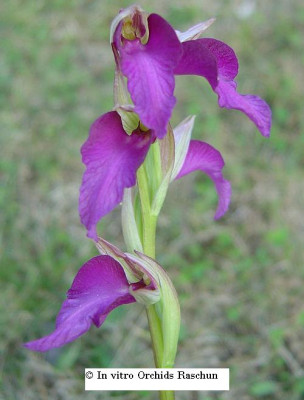 Serapias_lingua_x_neglecta_x_O._morio_2005.JPG