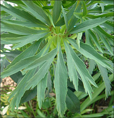 Helleborus_foetidus_AG.jpg