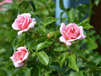 Rose-Pirouette.15-3.jpg