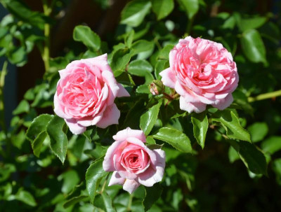 Rose-Pirouette.15-4.jpg