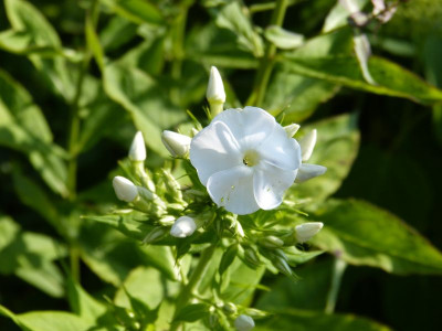 2015-07-06 Phlox Sämling.jpg