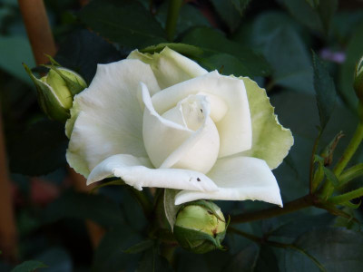 2015-07-06 Rosen 'Ilse Krohn Superior'.jpg