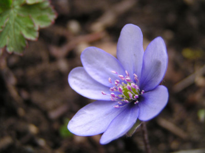 hepatica_april06_1.jpg