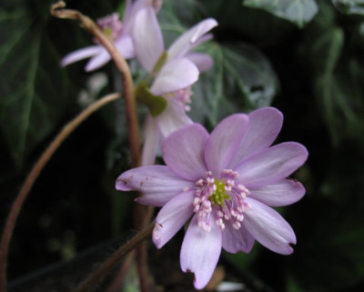 Htrroseahell0412k.jpg