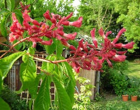 Aesculus_pavia1.jpg
