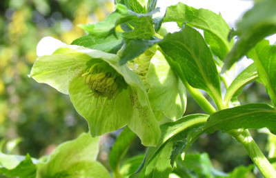 Helleborus_green_f.jpg