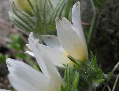 Pulsatilla_weiss_f.jpg