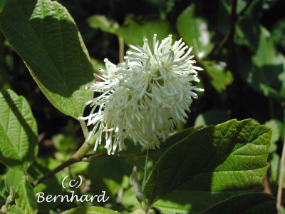 fothergilla_1.jpg