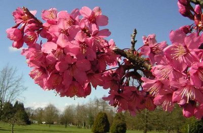 77Prunus_CollIngram_F.jpg