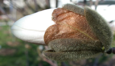 DSCN4569Magnolia_stellata.jpg