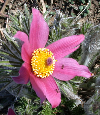 DSCN4601_Anemone.jpg