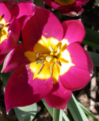 DSCN4547_Tulpe_.jpg