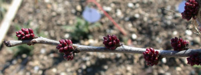 DSCN4589_Judasbaum_jpg.jpg