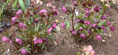 DSCN4431_Helleborus_.jpg