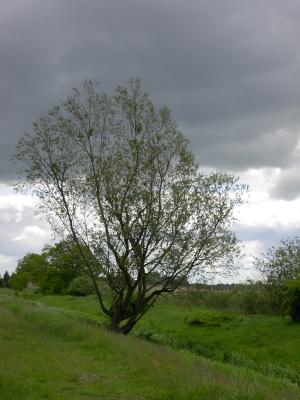 20040522_regenwolken.jpg