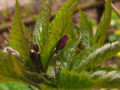 Cardamine_pentaphyllos_f.jpg