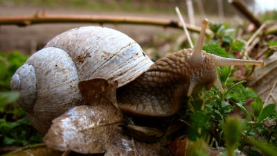 Schnecke.jpg