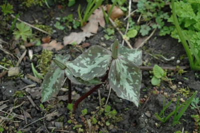 2006H009_Small.JPG