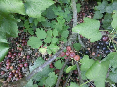 stachelbeeren 002.JPG