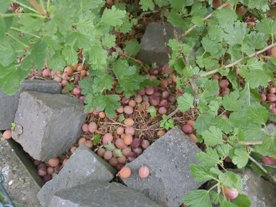 stachelbeeren 001.JPG