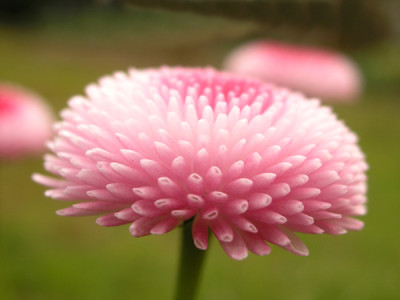 Bellis_150406.jpg
