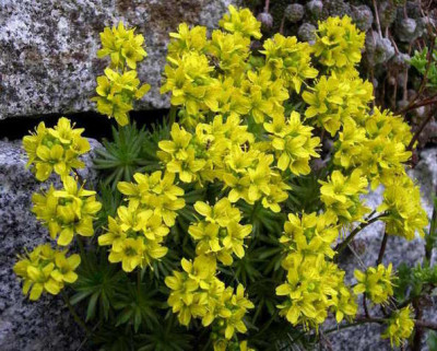 Draba_aizoides_2006-04-15.JPG