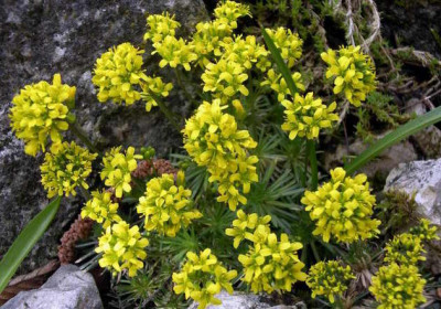 Draba_sphaerioides_2006-04-15.JPG