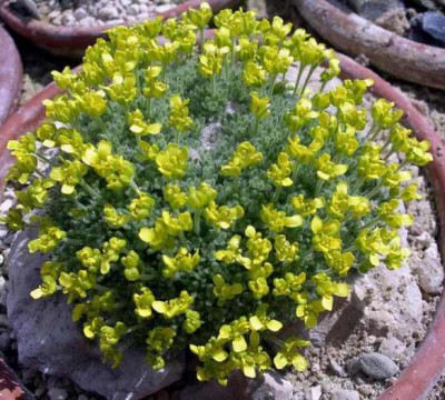 Draba_acaulis_2006-04-08.JPG