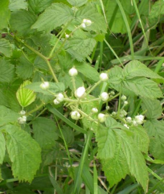 20040522_brombeeren.jpg