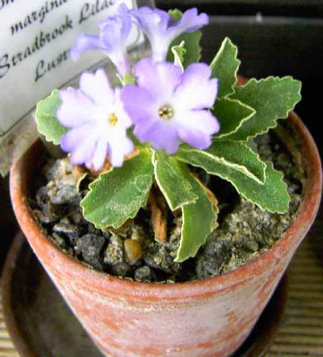 13.4.06._P.x_meridionalis_Stradbrook_Lilac_Lustre___007.JPG